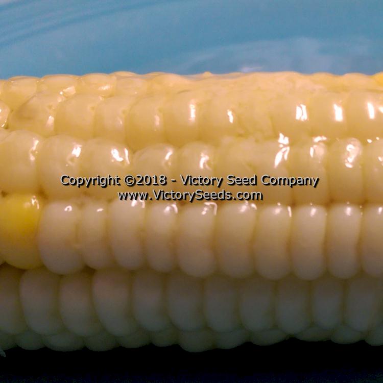 Close-up of buttered 'True Gold' sweet corn.