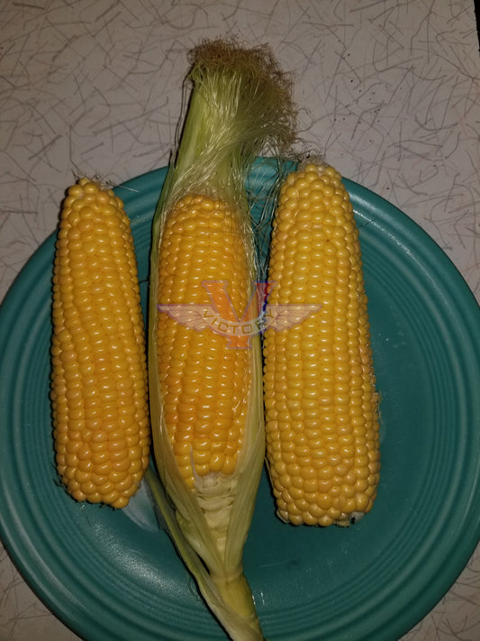 True Gold Sweet Corn