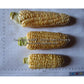 'Yukon Chief' sweet corn ears. The bottom two are typical size.