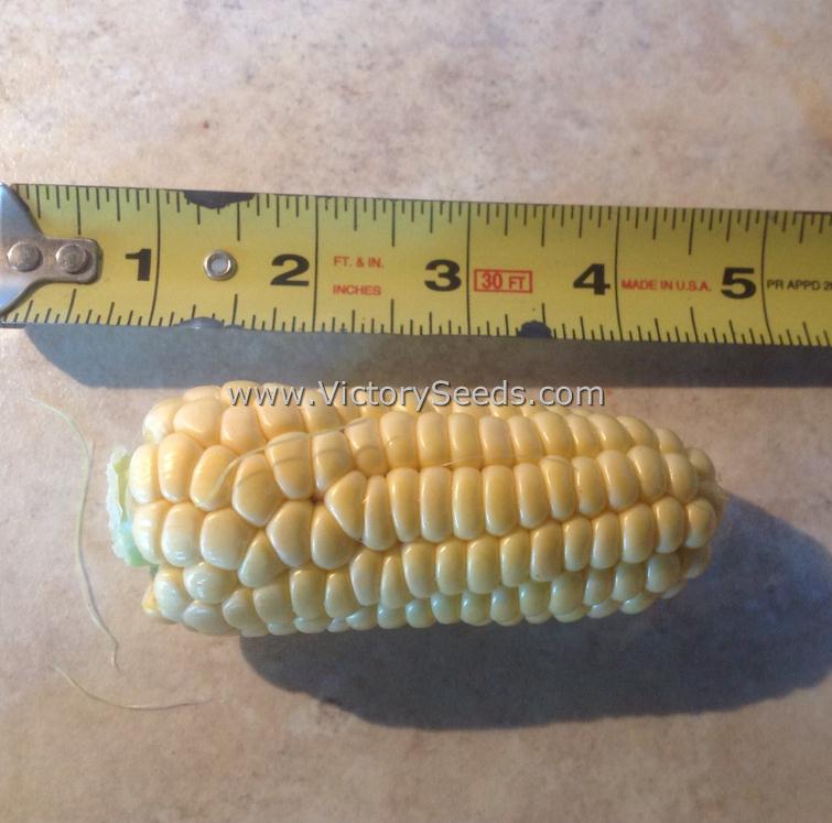 An ear of 'Yukon Chief' sweet corn. Photo sent in by Nancy Schwartz of MN.