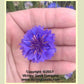 'Bachelor Buttons' (Blue Cornflower)