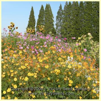 Klondyke Mix Cosmos used as a tall screen planting.
