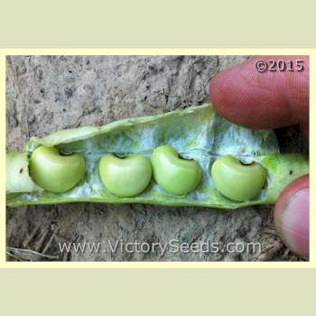 'Big Boy' Southern Pea (Cowpea) green peas - Image sent R. Jones from Mississippi.