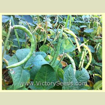 'Big Boy' Southern Pea (Cowpea) plant - Image sent R. Jones from Mississippi.
