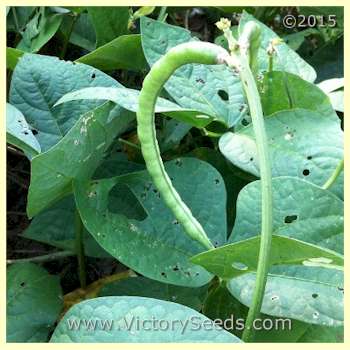 'Big Boy' Southern Pea (Cowpea) pods - Image sent R. Jones from Mississippi.