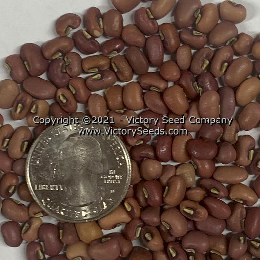 'Chinese Red' Southern Pea (Cowpea)