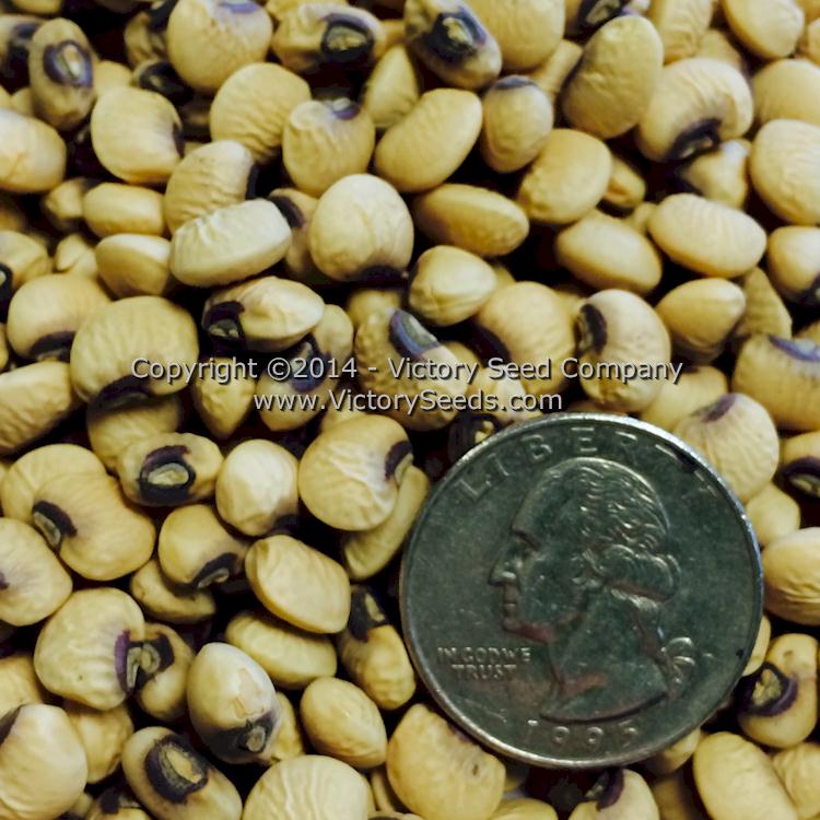 'Coronet' Southern Pea (Cowpea) seeds.