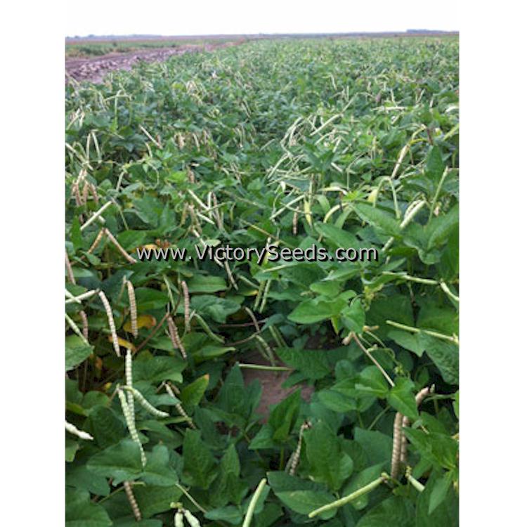 A field 'CT Dimpled Brown Crowder' Southern Peas.