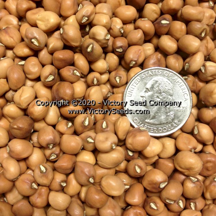 'CT Dimpled Brown Crowder' Southern Pea (Cowpea)