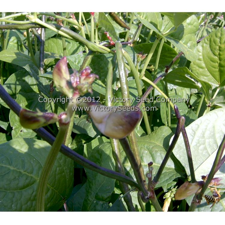 'Fagiolino Dolico Veneto' cowpea flowers. Note the wasp in the bottom right of the photo.