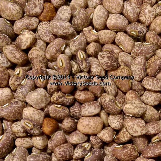 'Mayo Speckled' Southern peas (Cowpeas).