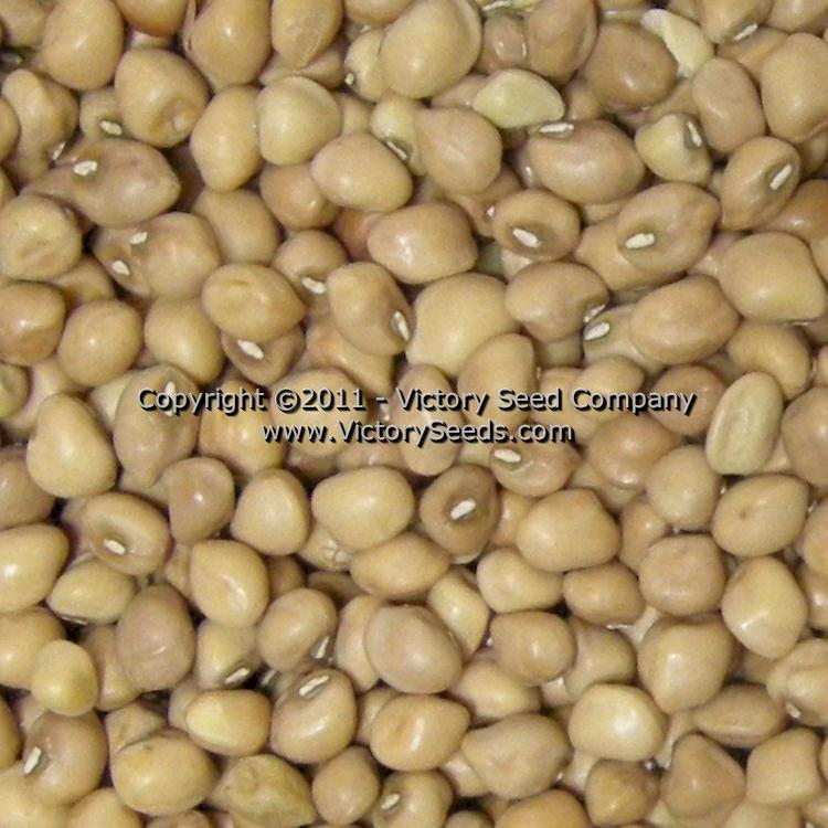 'Mississippi Silver' Southern Pea (Cowpea)