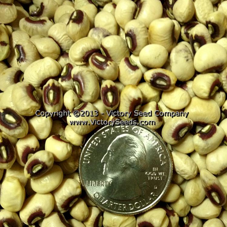 'Quickpick Pinkeye' Southern Pea (Cowpea) at the dry stage.
