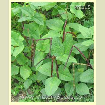 'Quickpick Pinkeye' Southern Pea (Cowpea) plants - Photo sent in by I. Lewis of Florida.