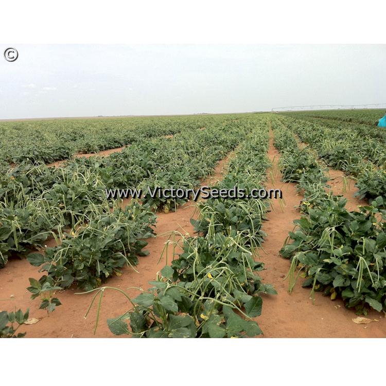 A field of Sadandy (Sa-Dandy) Southern peas (Cowpeas).