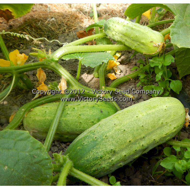 'Boston Pickling Improved' cucumber.