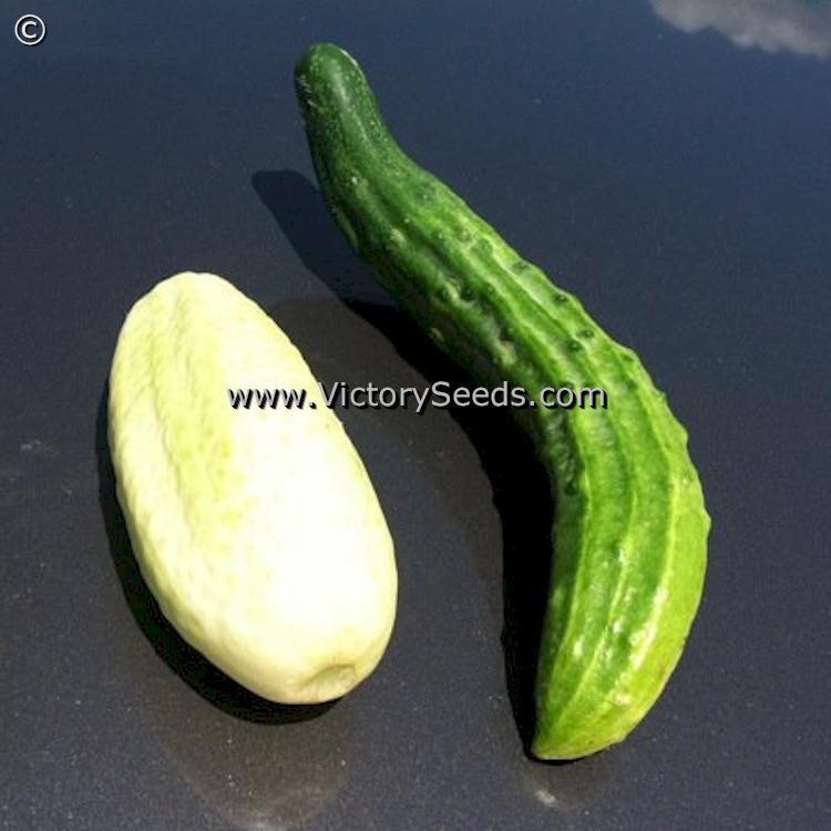 'Chinese Curved Snake' cucumber compared to a White Wonder cucumber - Sent in by G. Plotkin of New York