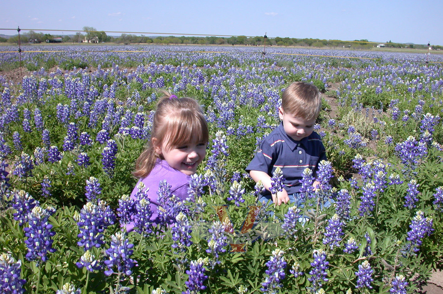 Texas Bluebonnet