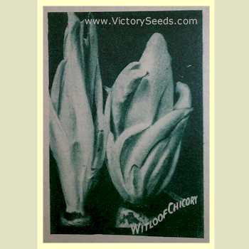 Witloof Chicory (Belgium Endive) from the 1933 Henderson's catalog.