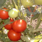 Extreme Bush Tomato