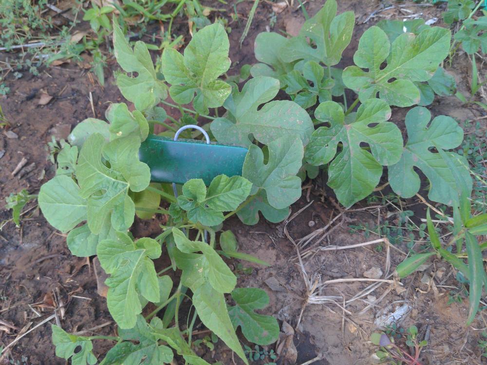 West Indian Gherkin Cucumber