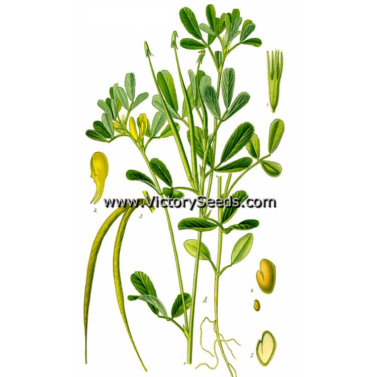 An old botanical print of Fenugreek (Trigonella foenum-graecum).