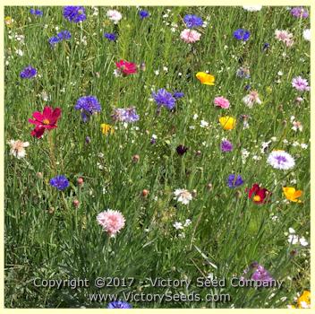 North American Wildflower Mix - Victory Seeds® – Victory Seed Company
