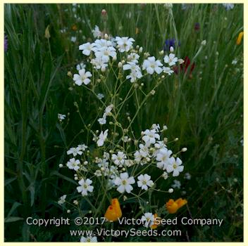 Silver Falls Seed Company - White Wildflower Mix