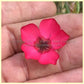 Scarlet Flax (Linum grandiflorum rubrum)