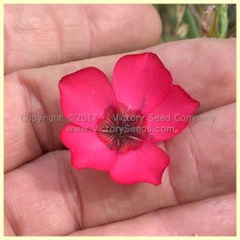 Scarlet Flax (Linum grandiflorum rubrum)