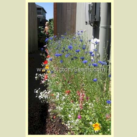 Thanks to L. V. for sending these before and after pictures of the Pacific Northwest mix in her yard.