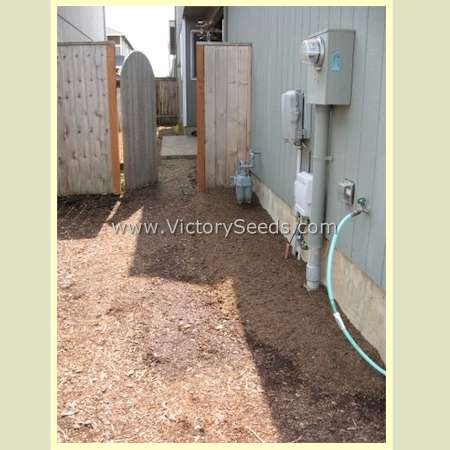 Thanks to L. V. for sending these before and after pictures of the Pacific Northwest mix in her yard.