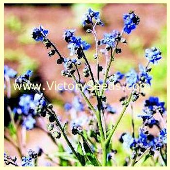 Chinese Forget-Me-Not Seeds For Planting (Cynoglossum amabile) – Seed Needs  LLC
