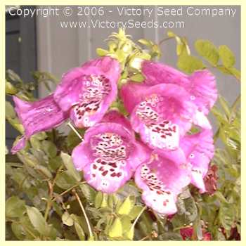Foxglove flowers are named for the way that they can slide over the tips of fingers.