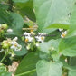'Garden Huckleberry' flowers.