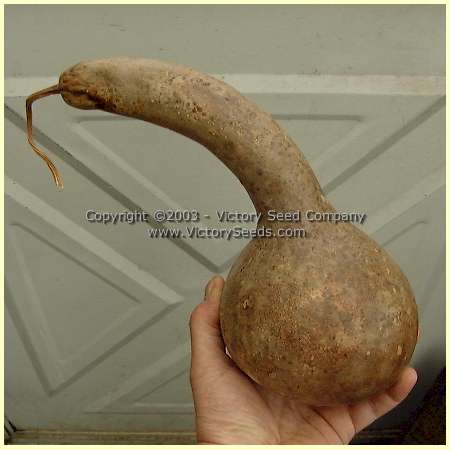 'Longhandle Dipper' gourd dried and ready to work.