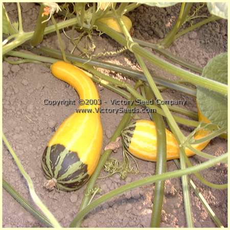 'Small Spoon' gourd.