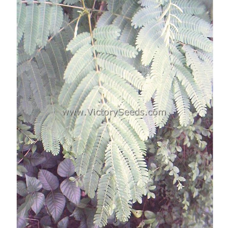 'Illinois Bundleflower' (Desmanthus illinoensis) leaves.