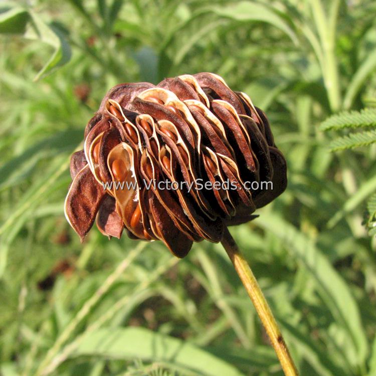 'Illinois Bundleflower' (Desmanthus illinoensis) seed head (inflorescence). Image by Dehaan [CC BY-SA 3.0 (https://creativecommons.org/licenses/by-sa/3.0/us/)]