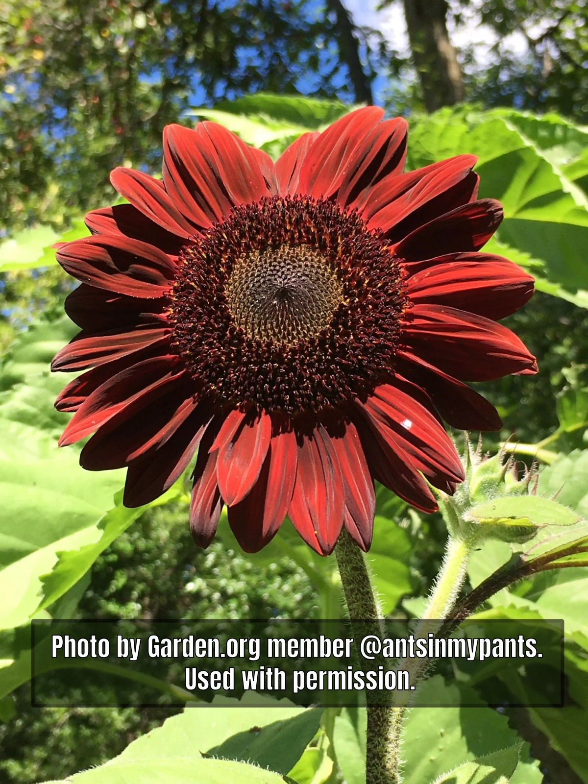 Chocolate Cherry Sunflower