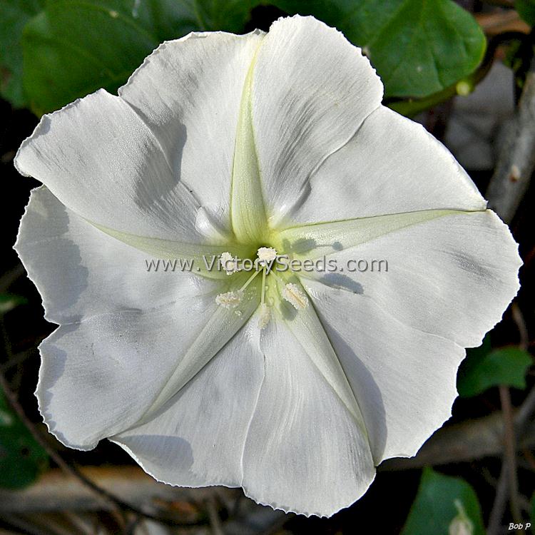 Moonflower (Ipomoea alba). Image by Bob Peterson [CC-BY-SA-2.0 (https://creativecommons.org/licenses/by-sa/2.0/)]