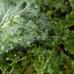 Close-up of 'Improved Dwarf Siberian' kale.