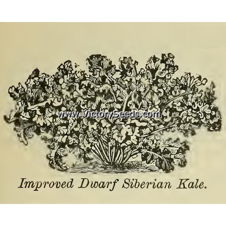 'Improved Dwarf Siberian' kale image from the 1898 S. D. Woodruff seed catalog.
