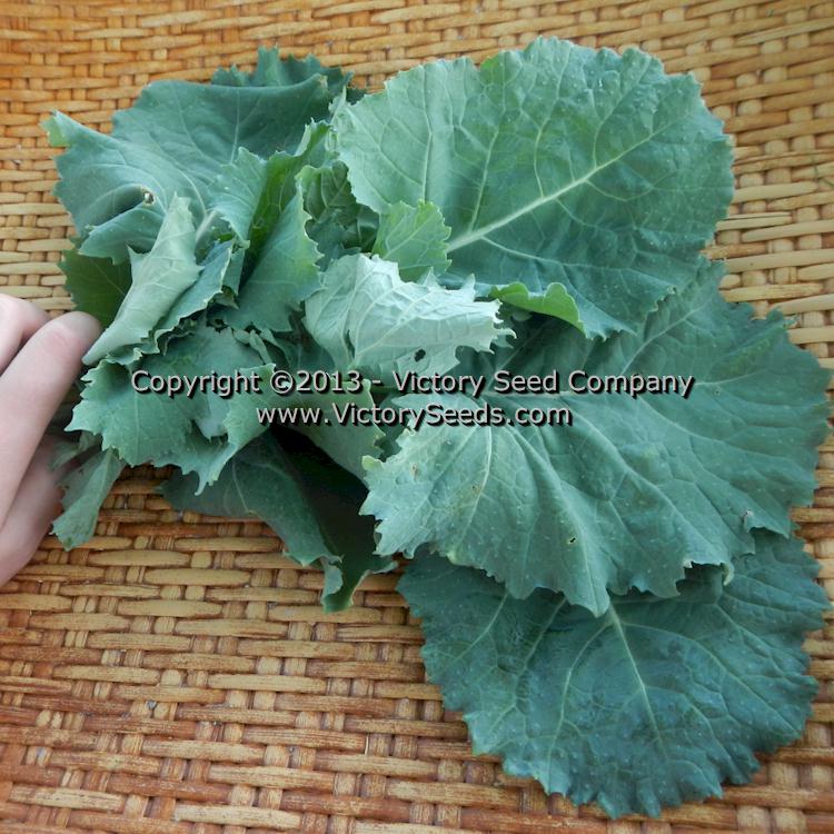 'Premier' or 'Early Hanover' kale.