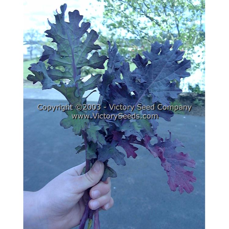'Russian Red' kale.