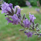 'English Lavender' flower.