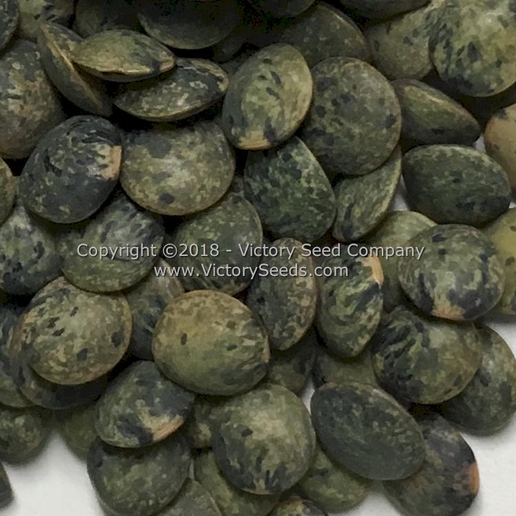Close-up of 'French Green' lentils.