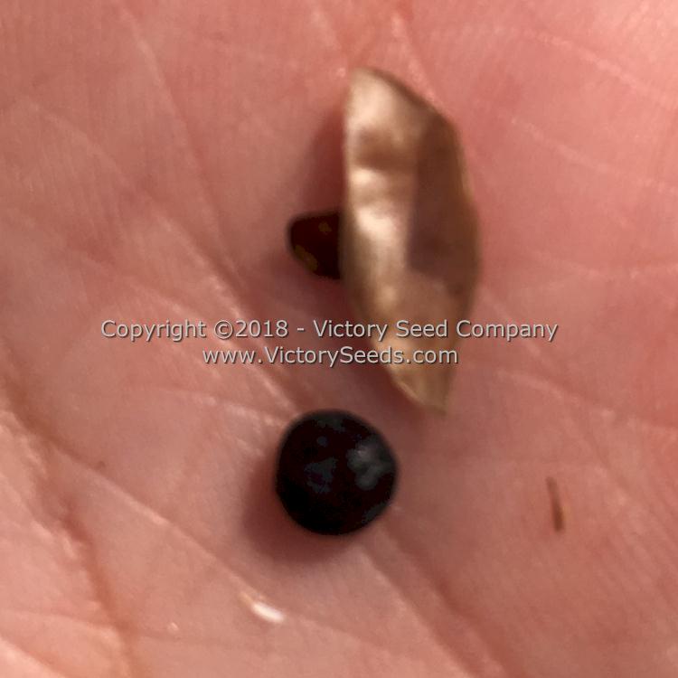 A dry 'Midnight' lentil pod.