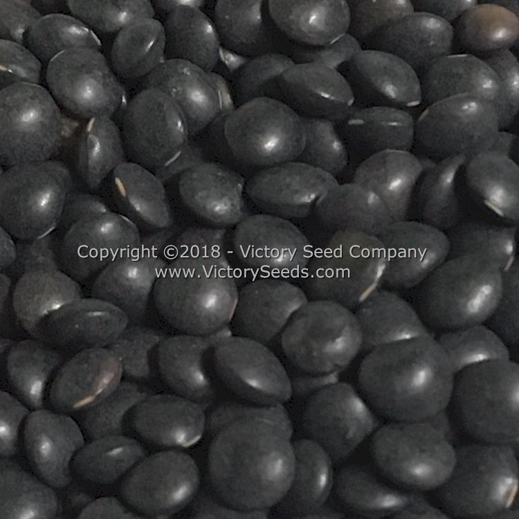 Close-up of 'Midnight' lentils.