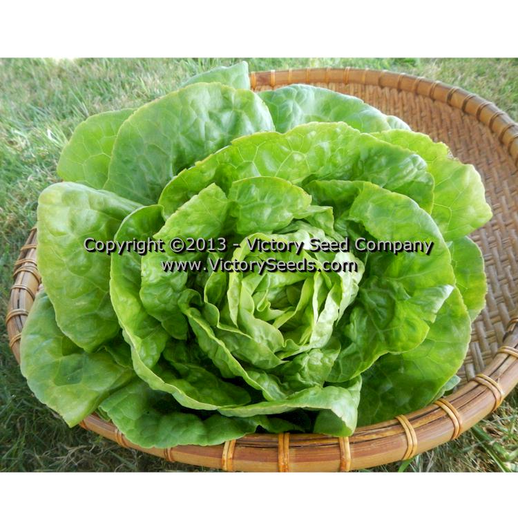 'All Year Round' lettuce.